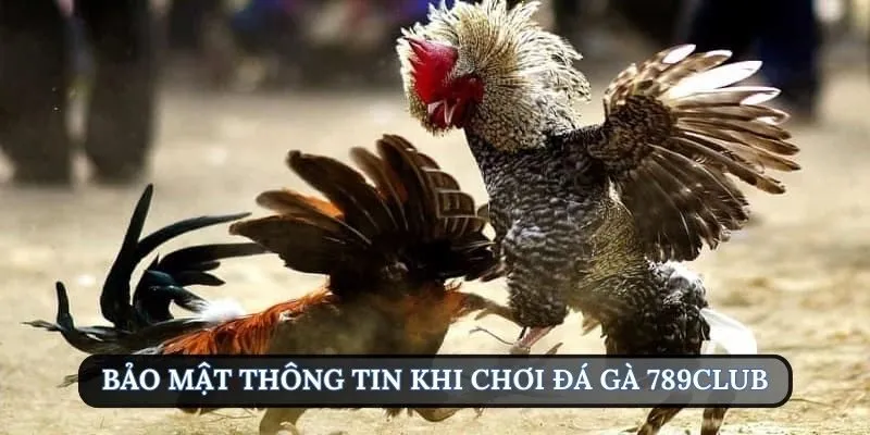 Thông tin tuyệt đối an toàn khi chơi đá gà 789Club