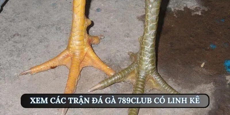 Tận hưởng các màn giao tranh kịch tính đến từ đá gà 789Club