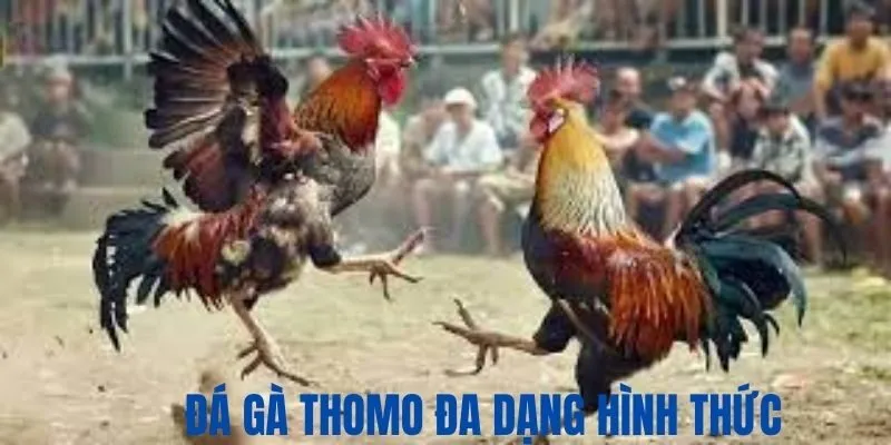 Các hình thức đá gà Thomo nổi tiếng, phổ biến