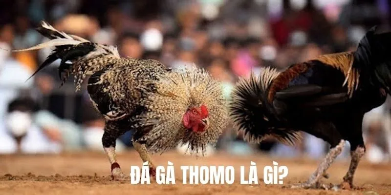 Hiểu thế nào là đá gà Thomo?