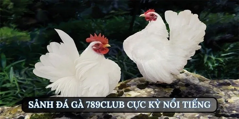 Khái quát về sảnh đá gà 789Club cực kỳ nổi tiếng